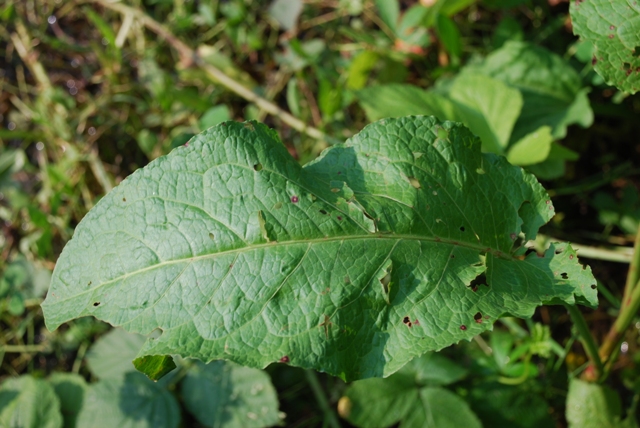 Chenopodium